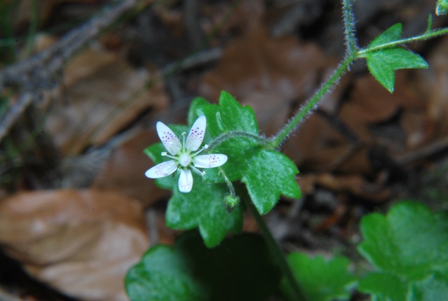 Saxifraga rotundifolia / Sassifraga a foglie rotonde